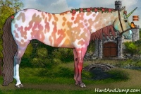 Horse Color:Bay Dun Near Leopard