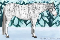 Horse Color:White Spotted Blue Roan Rabicano  and White Spotted Blue Roan Appaloosa Rabicano 
