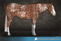 Horse Color:White Spotted Chestnut Ice and Chestnut Splash