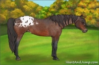 Horse Color:Bay Appaloosa