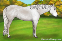 Horse Color:Gray Chestnut 