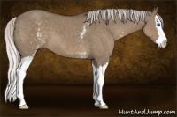 Horse Color:White Spotted Silver Grullo Sabino Splash