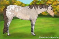 Horse Color:Buckskin Ice Roan Appaloosa