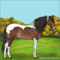 Horse Color:Bay Tobiano Appaloosa Rabicano