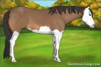 Horse Color:Buckskin Splash 