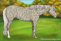 Horse Color:Silver Amber Champagne Ice Dun Splash