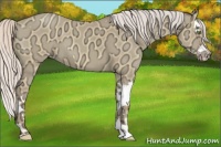 Horse Color:Silver Amber Champagne Ice Dun Splash 