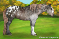 Horse Color:Gray Chocolate Palomino Ice Blanket Rabicano 