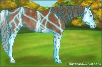 Horse Color:Thunderstruck Chestnut Sabino Splash 
