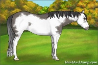 Horse Color:Smoky Grullo Splash Frame 