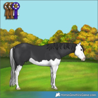 Horse Color:Black Splash 