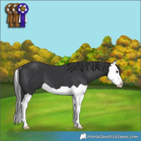 Horse Color:Black Splash 