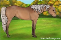 Horse Color:Silver Bay 