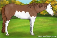 Horse Color:Chestnut Splash