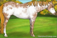 Horse Color:Painted Chestnut Ice Frame Rabicano 