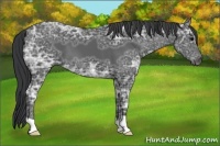 Horse Color:Black Ice 