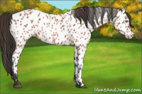 Horse Color:Bay Appaloosa 