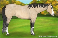 Horse Color:Buckskin Roan Splash