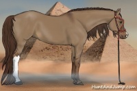 Horse Color:Liver Red Dun 