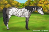 Horse Color:Grullo  and Grullo Frame 