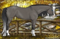 Horse Color:Grullo Splash 