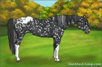 Horse Color:Black Appaloosa 