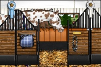 Horse Color:Chestnut Appaloosa 