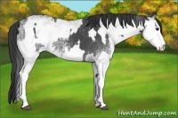 Horse Color:White Spotted Blue Roan Rabicano  and White Spotted Blue Roan Rabicano 