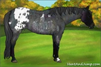 Horse Color:Midnight Blue Roan Blanket Rabicano  and Midnight Blue Roan Rabicano 