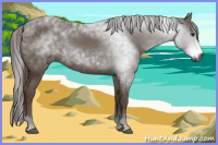 Horse Color:Gray Chestnut 