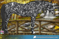 Horse Color:Black Snowflake Varnish 