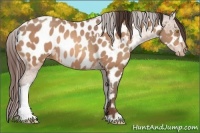 Horse Color:Sable Champagne Appaloosa  and Sable Champagne Appaloosa 
