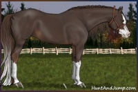 Horse Color:Liver Chestnut Splash 