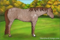 Horse Color:Red Roan