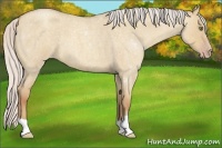 Horse Color:Silver Classic Champagne Roan Dun