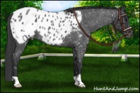 Horse Color:Blue Roan Appaloosa