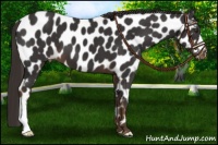 Horse Color:Liver Chestnut Leopard 