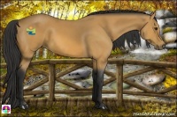 Horse Color:Buckskin 