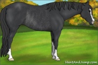 Horse Color:Black Sabino Rabicano 