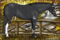 Horse Color:Black 