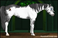 Horse Color:Black Sabino Splash Frame 