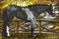 Horse Color:Liver Chestnut Appaloosa 