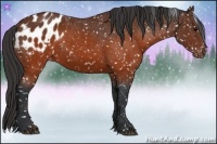 Horse Color:Brown Appaloosa 