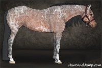Horse Color:Bay Ice Roan