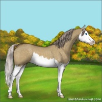 Horse Color:Chocolate Palomino Dun Splash