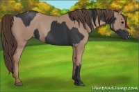 Horse Color:Black  and Classic Champagne 