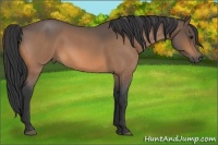 Horse Color:Buckskin Roan