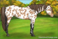 Horse Color:Buckskin Roan Appaloosa 