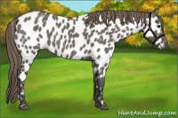 Horse Color:Smoky Grullo Near Leopard 