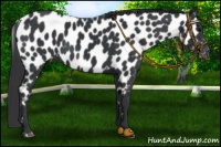 Horse Color:Black Near Leopard 